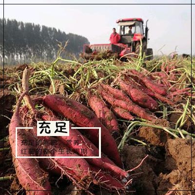 充足的底肥，給紅薯整個(gè)生長周期的養(yǎng)分.jpg