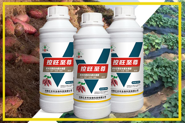 對(duì)于濟(jì)薯25.26這樣難控的品種，用控旺至尊控旺.jpg